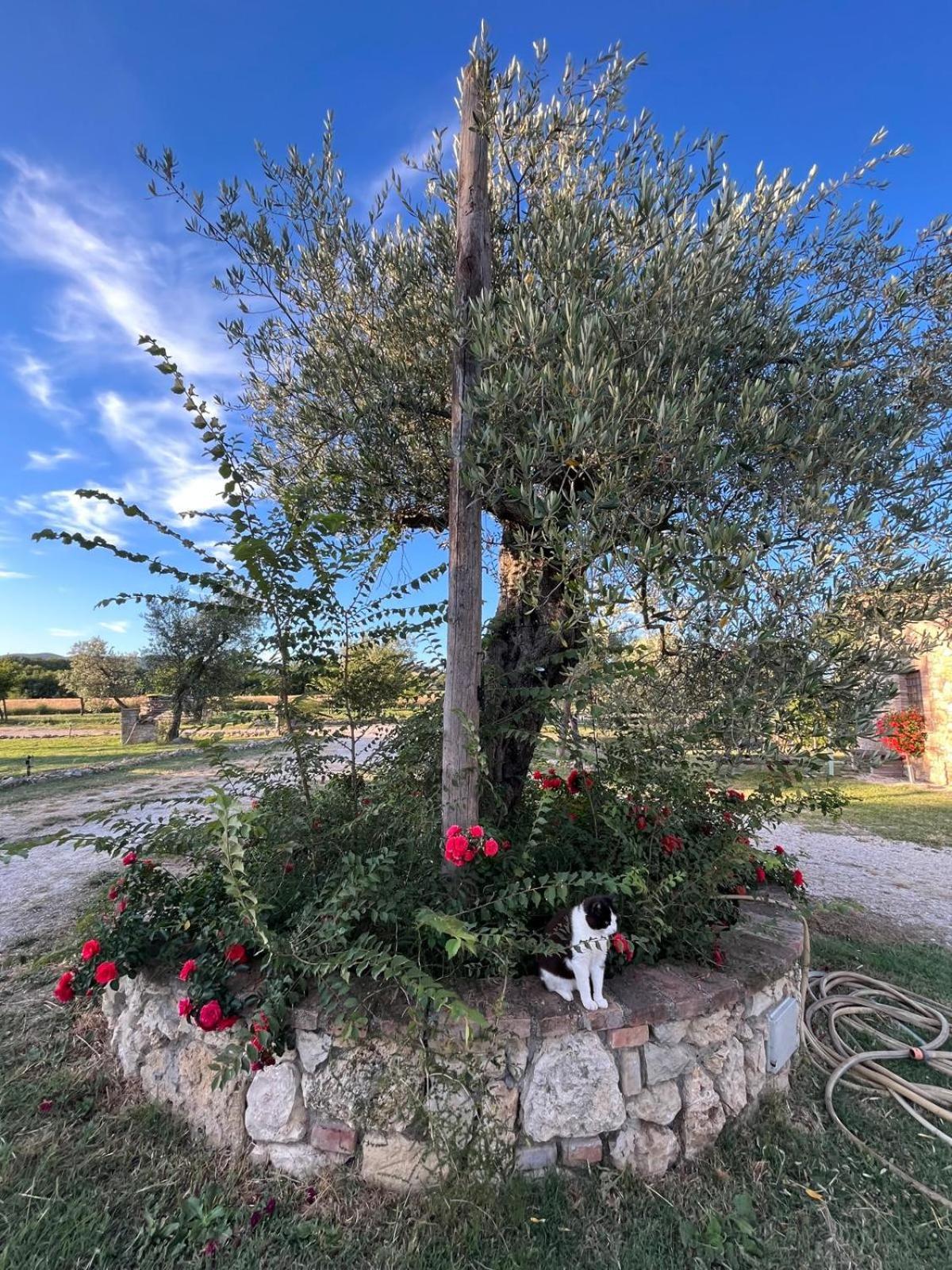 Agriturismo Podere Dell' Olmo Amelia Exterior foto
